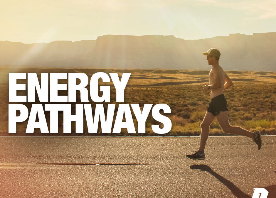 Explaining the Two Energy Pathways You Must Understand as a Nutrition Coach