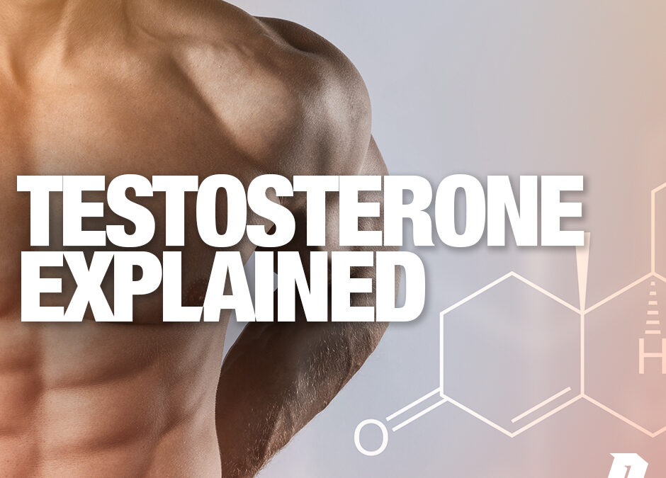 Explaining the Role that Testosterone Plays in the Body (And Three Techniques to Improve Your Client’s Testosterone Levels)